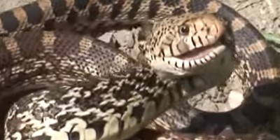 Seattle snake
